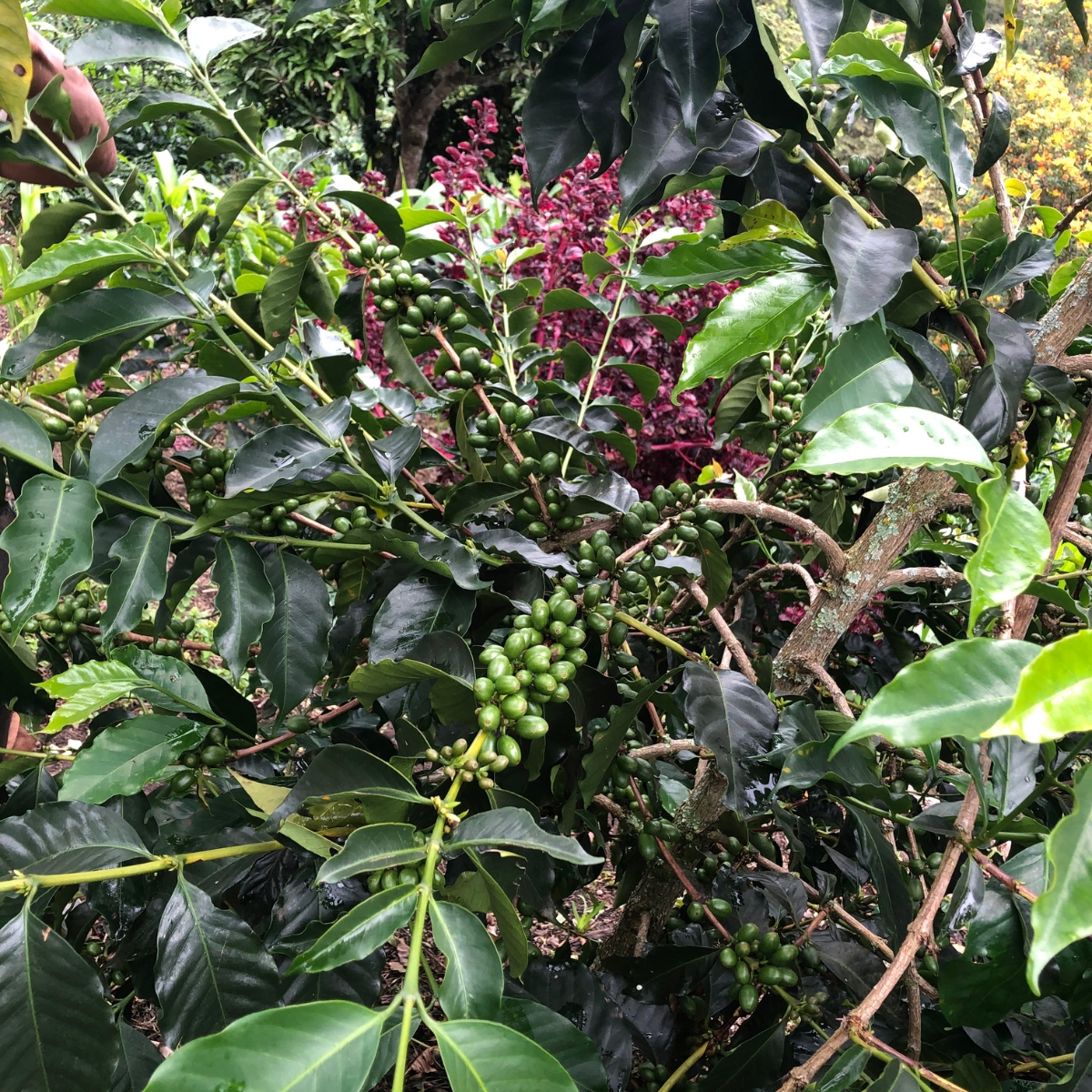 Colombia Excelso Inza-Ivan Narvaez (GP)