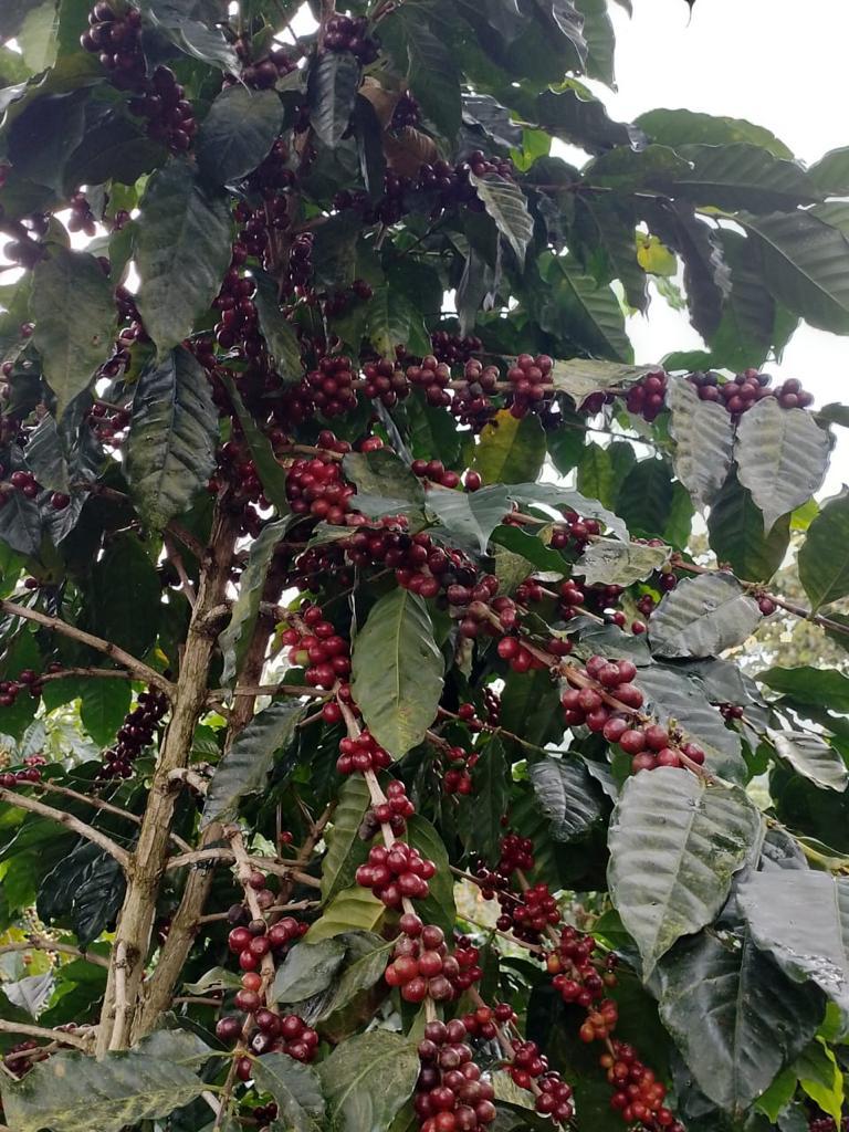 El Salvador SHG San Miguel (E)