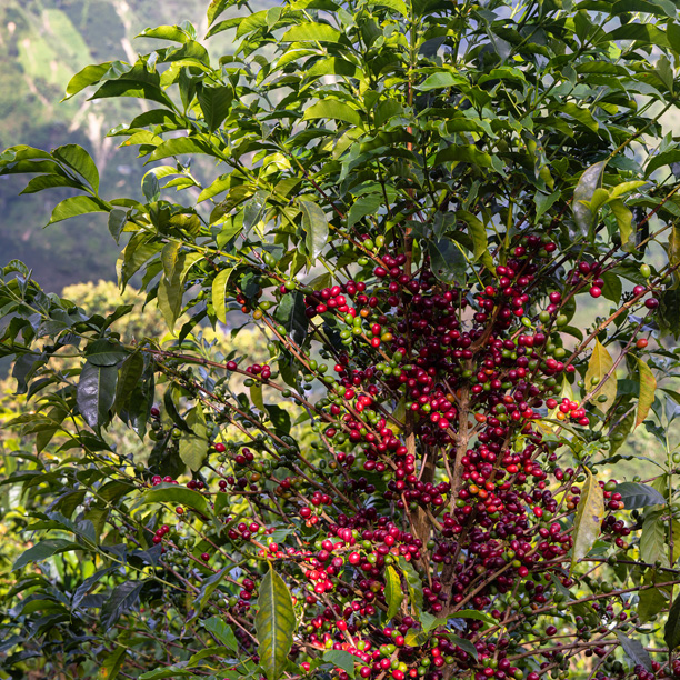 Colombia Huila Santa Maria- Pink Bourbon Washed-Jarbinson Arias (E)