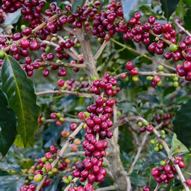 Colombia Huila Santa Maria- Pink Bourbon Washed-Jarbinson Arias (E)