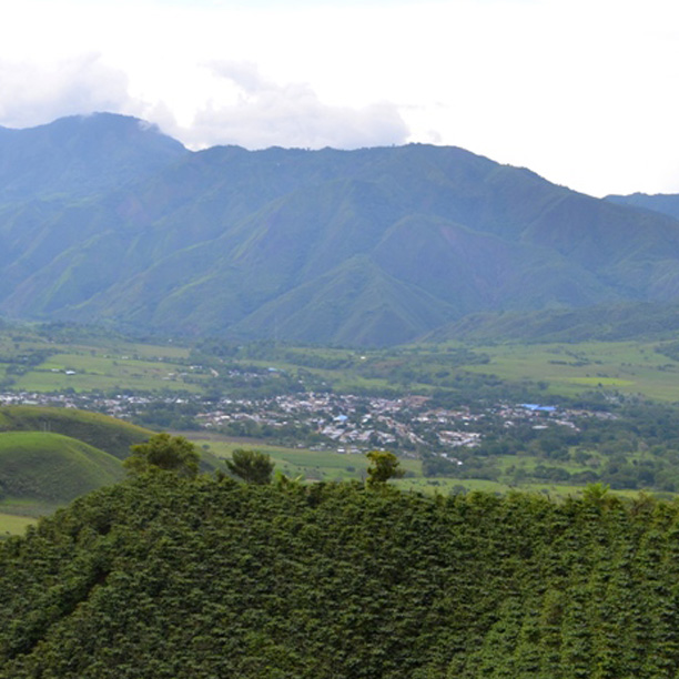 Colombia Huila Santa Maria- Pink Bourbon Washed-Jarbinson Arias (E)