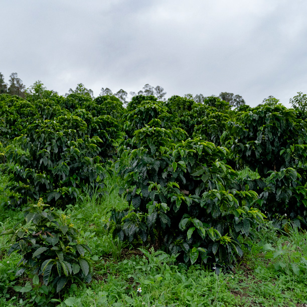 Colombia Huila Santa Maria- Pink Bourbon Washed-Jarbinson Arias (E)