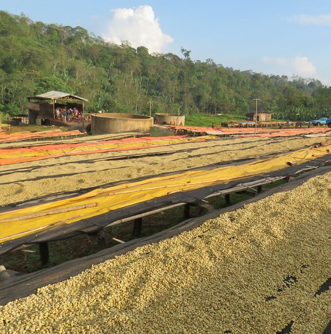 Ethiopia Natural Sidamo Swiss Water