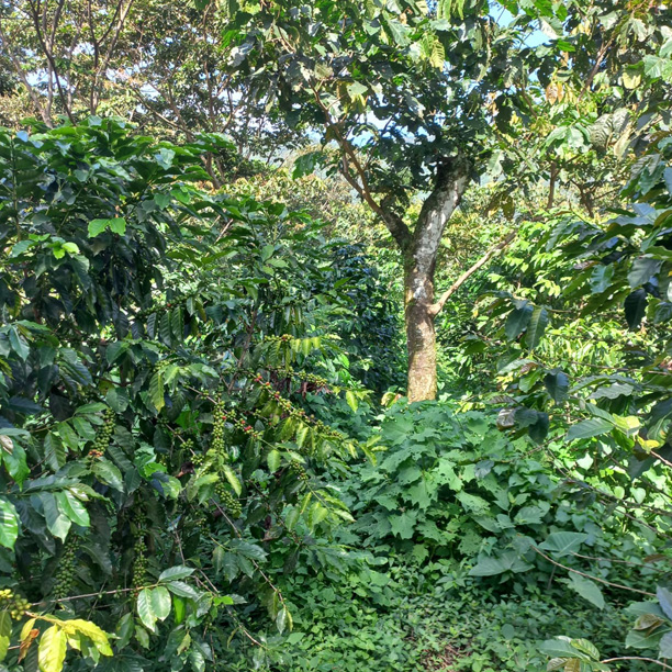 Organic Guatemala SHB San Marcos Entre Rios (E)