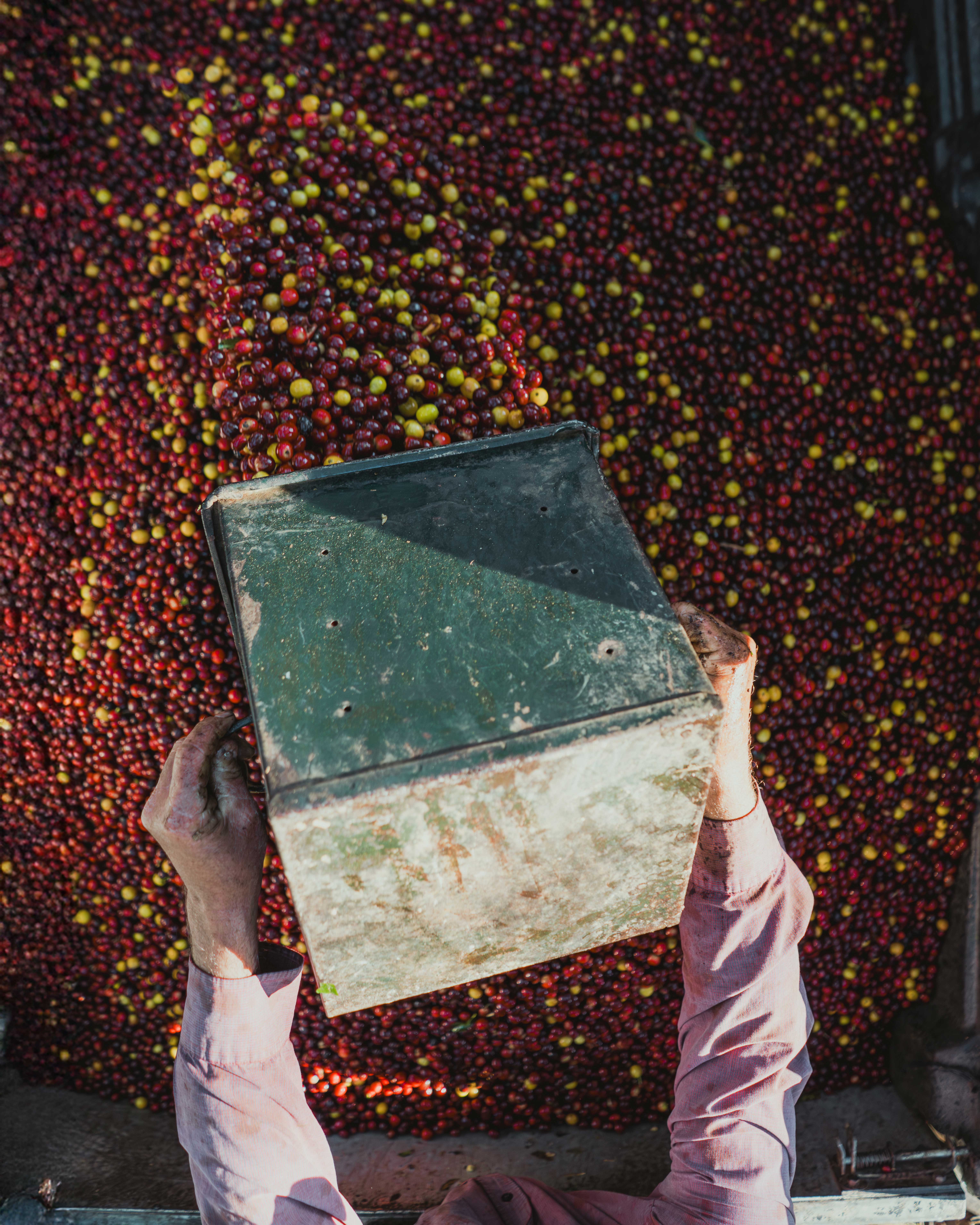 Costa Rica SHB Tarrazu Dota Santa Maria (GP)