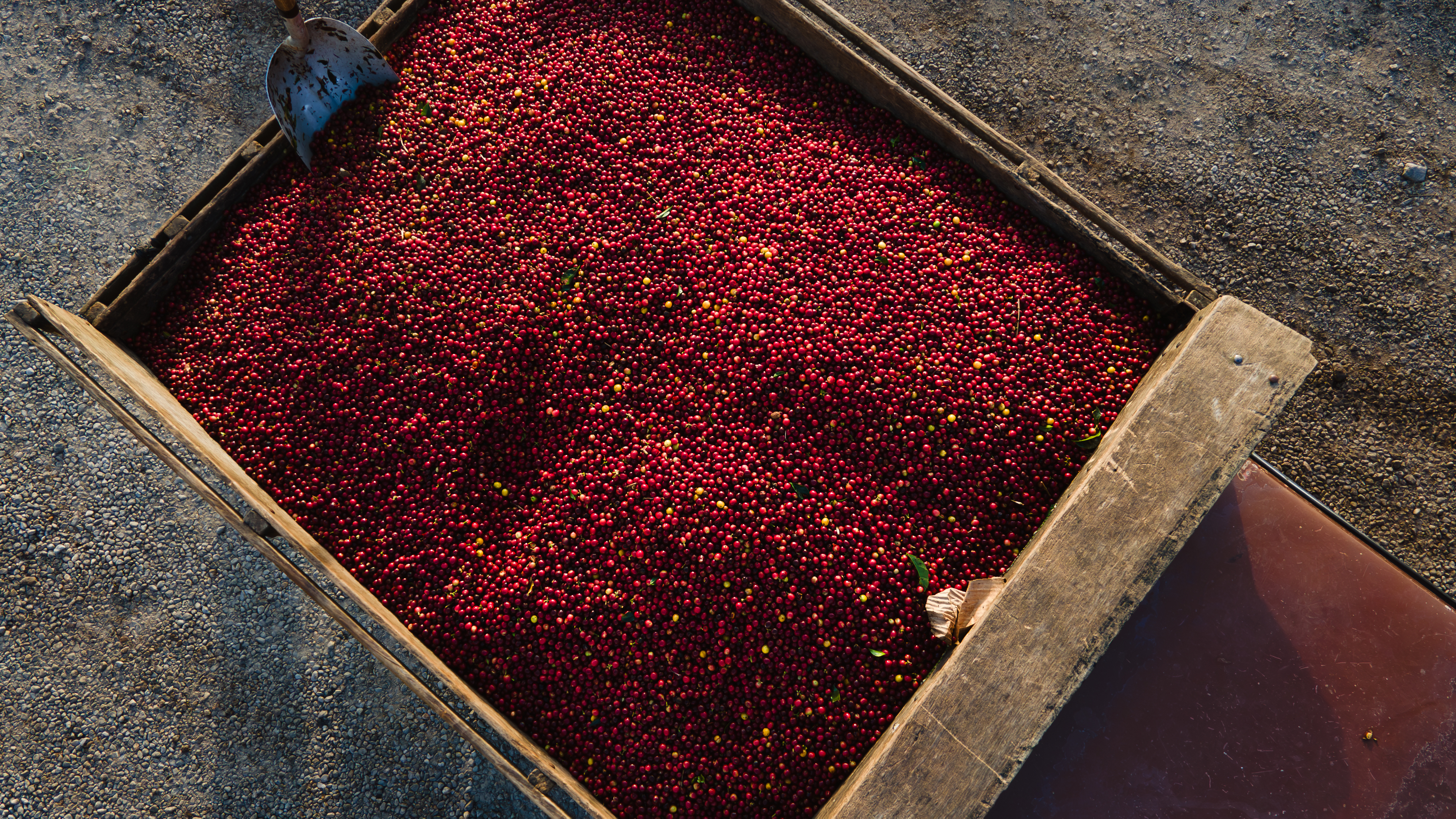 Costa Rica SHB Tarrazu Dota Santa Maria (GP)