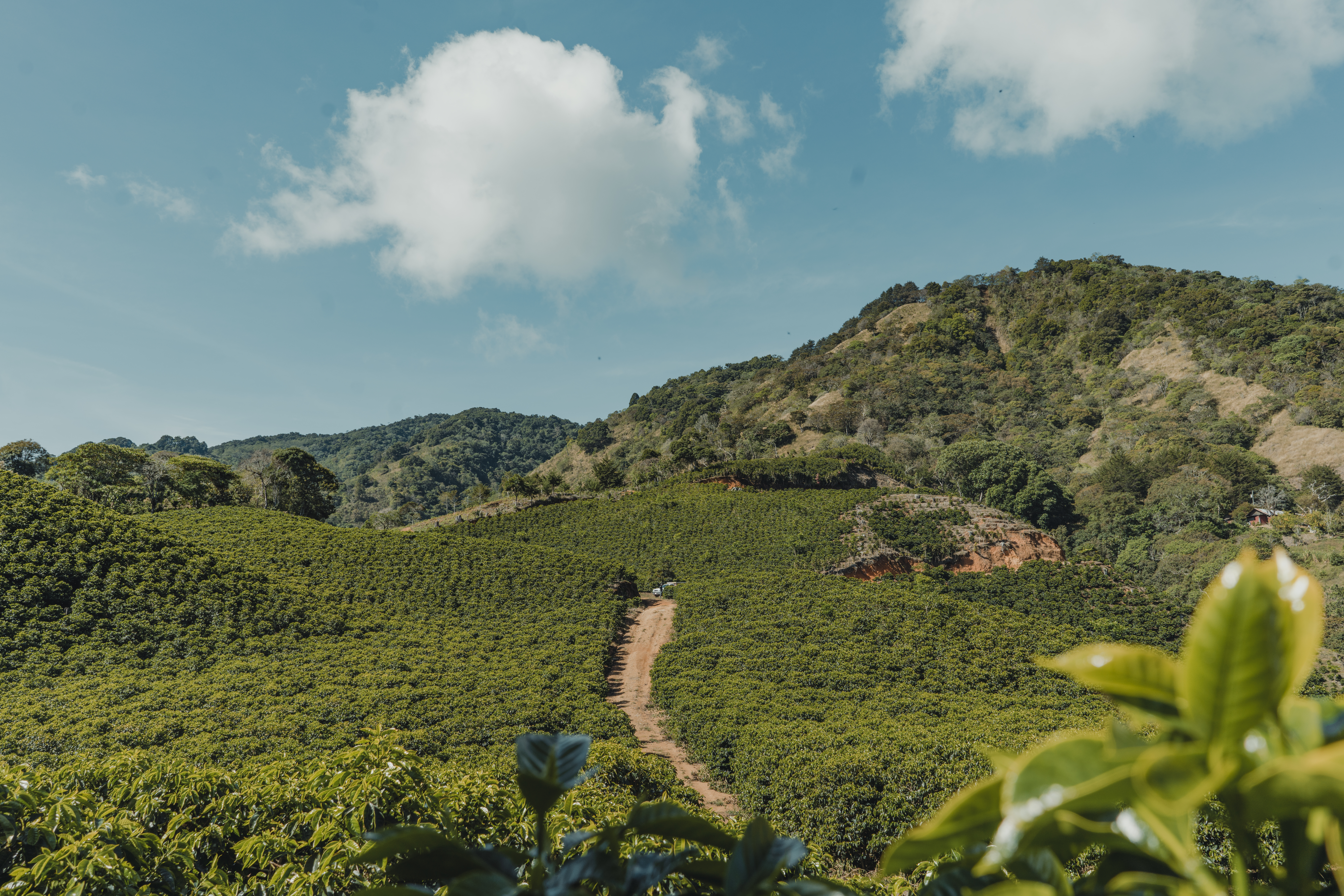 Costa Rica SHB Tarrazu Dota Santa Maria (GP)