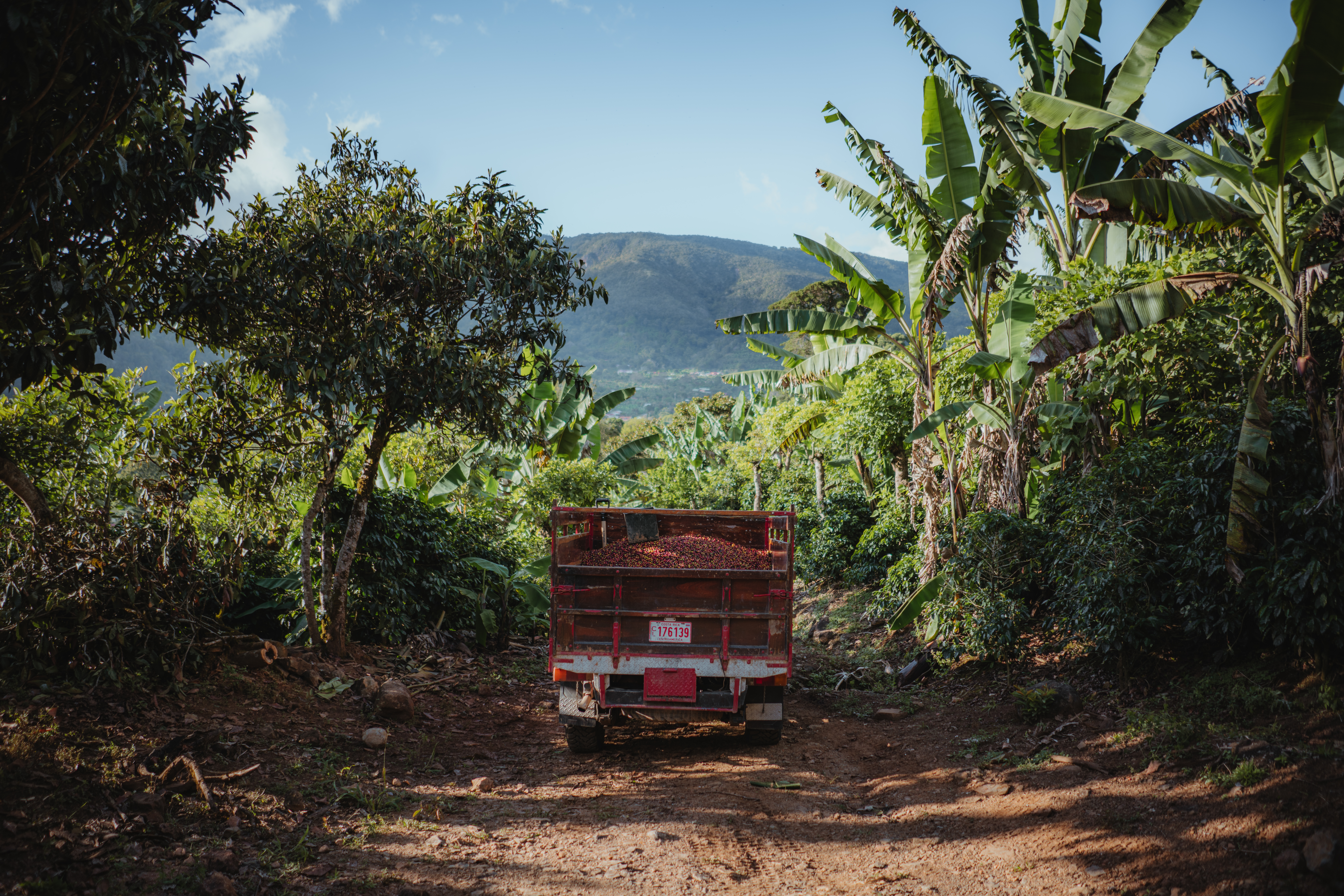 Costa Rica SHB Tarrazu Dota Santa Maria (GP)