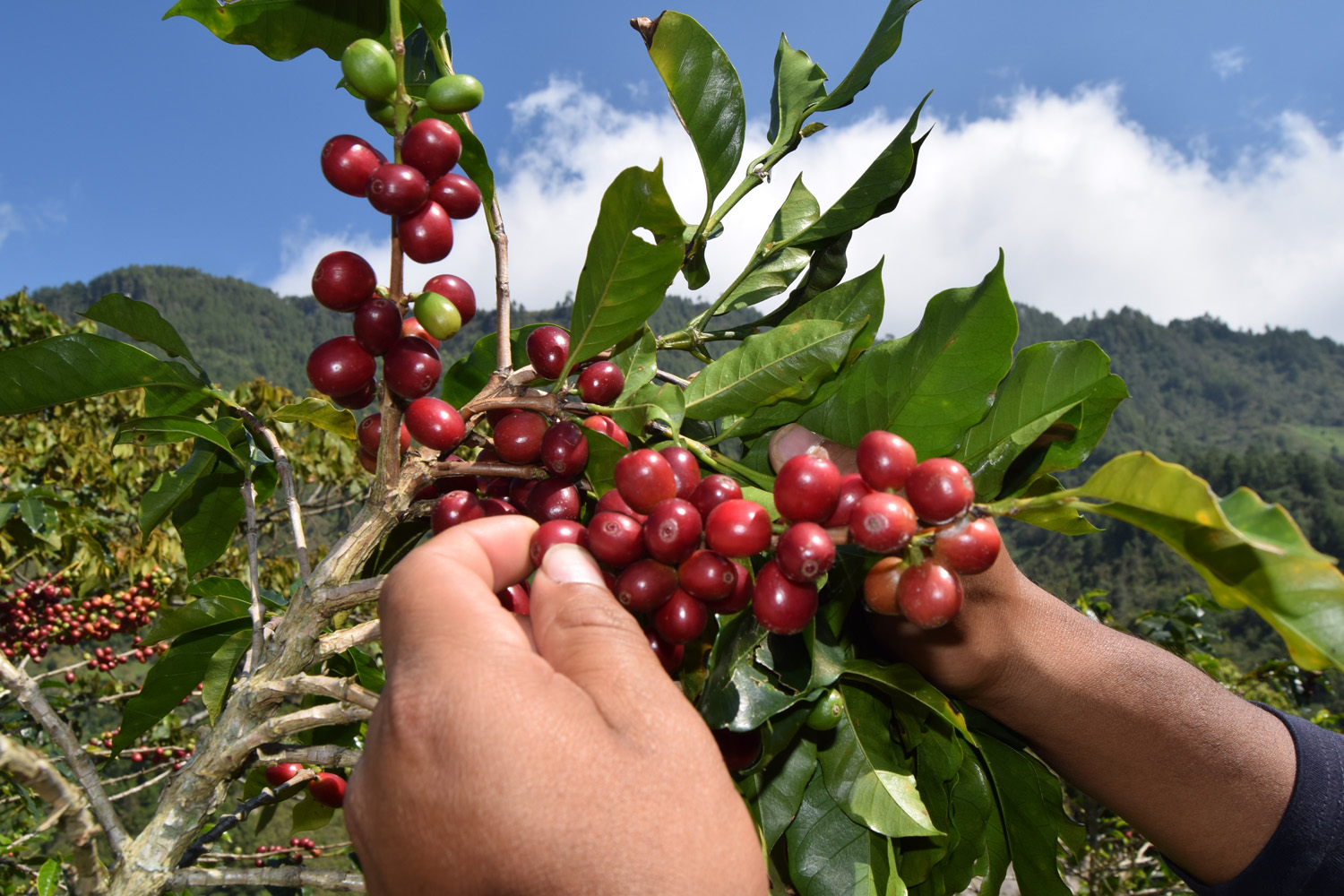 Organic Mexico HG Chiapas Tzeltal Tzotzil