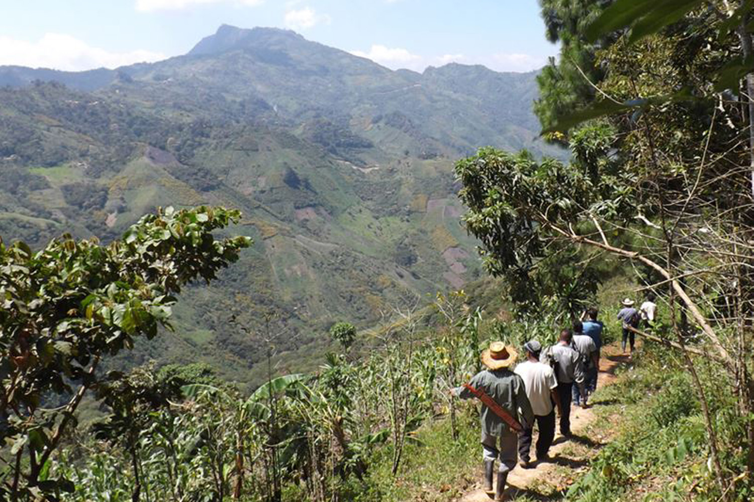 Organic Mexico HG Chiapas Tzeltal Tzotzil