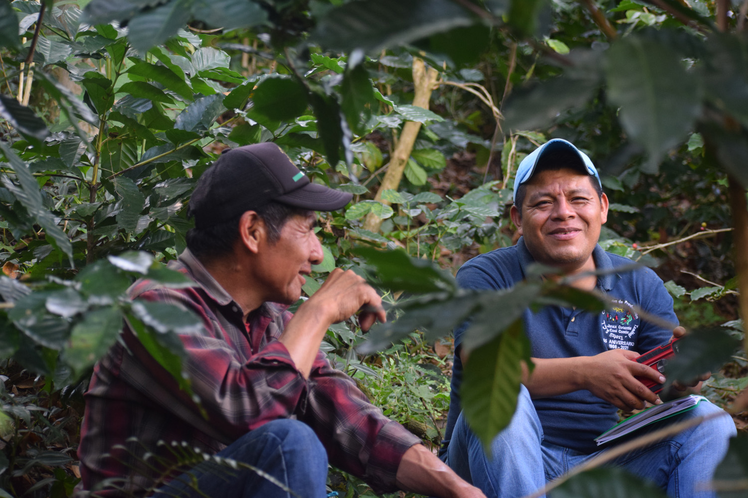 Organic Mexico HG Chiapas Tzeltal Tzotzil