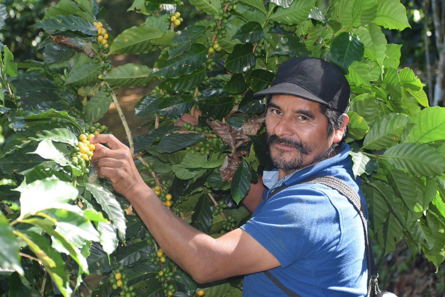 Organic Mexico HG Chiapas Tzeltal Tzotzil