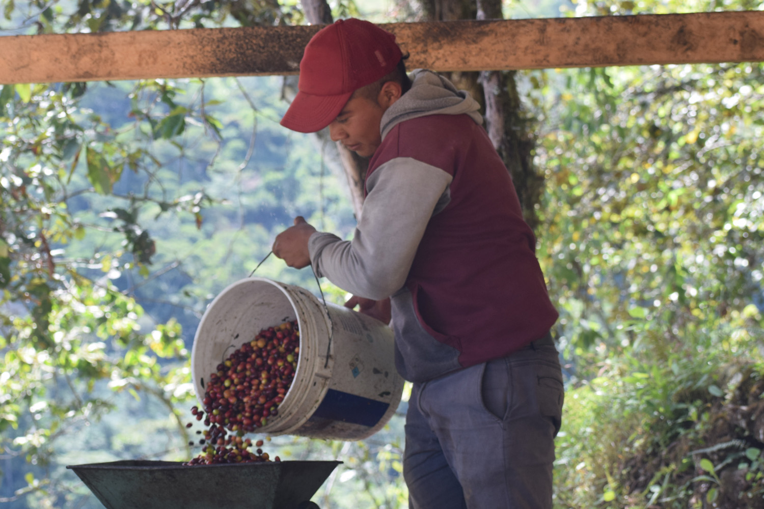 Organic Mexico HG Chiapas Tzeltal Tzotzil