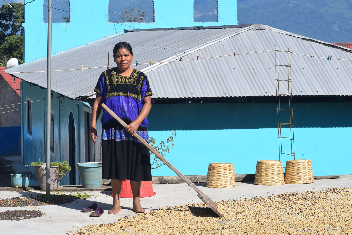 Organic Mexico HG Chiapas Tzeltal Tzotzil