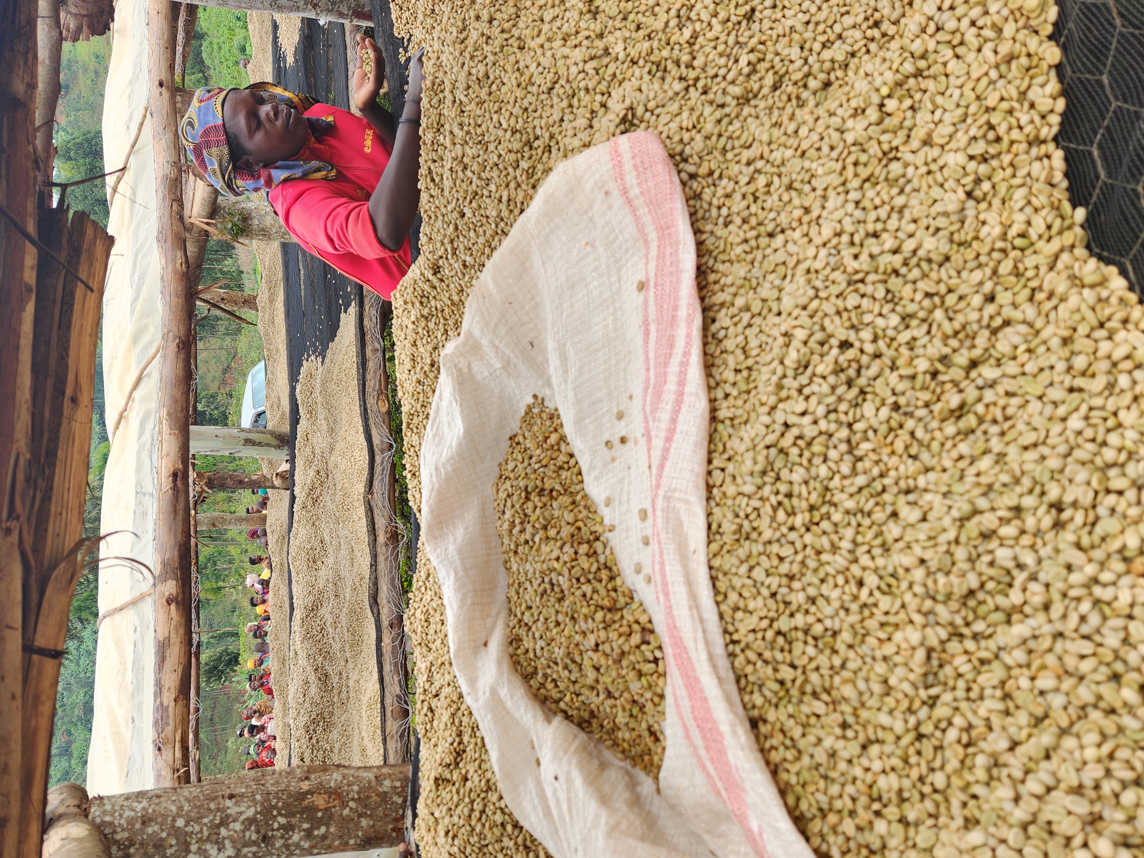 Burundi Kayave Washing Station (GP)