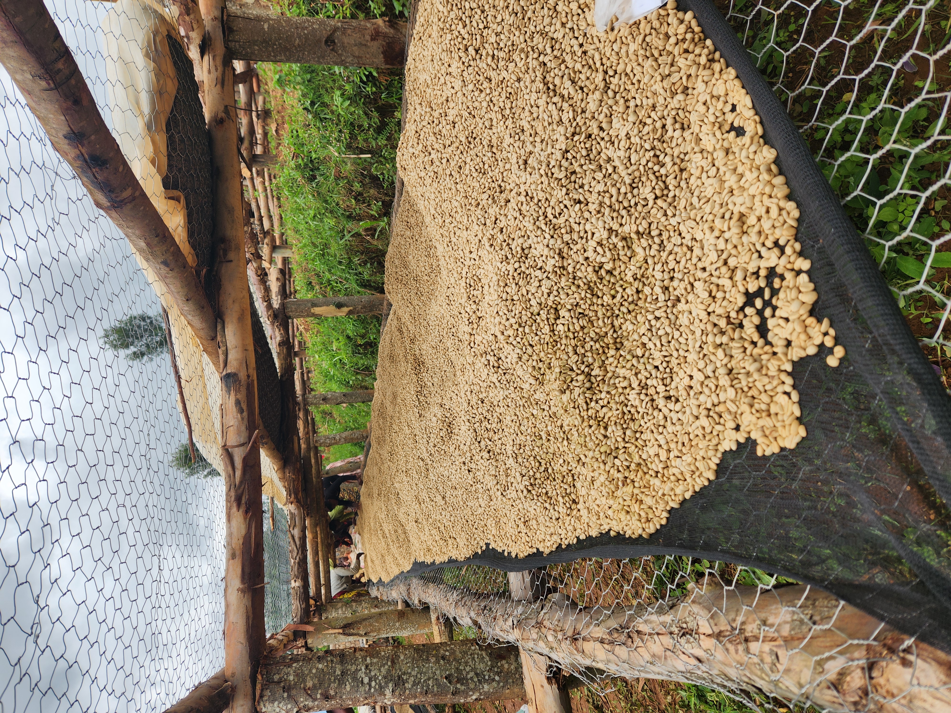 Burundi Kayave Washing Station (GP)