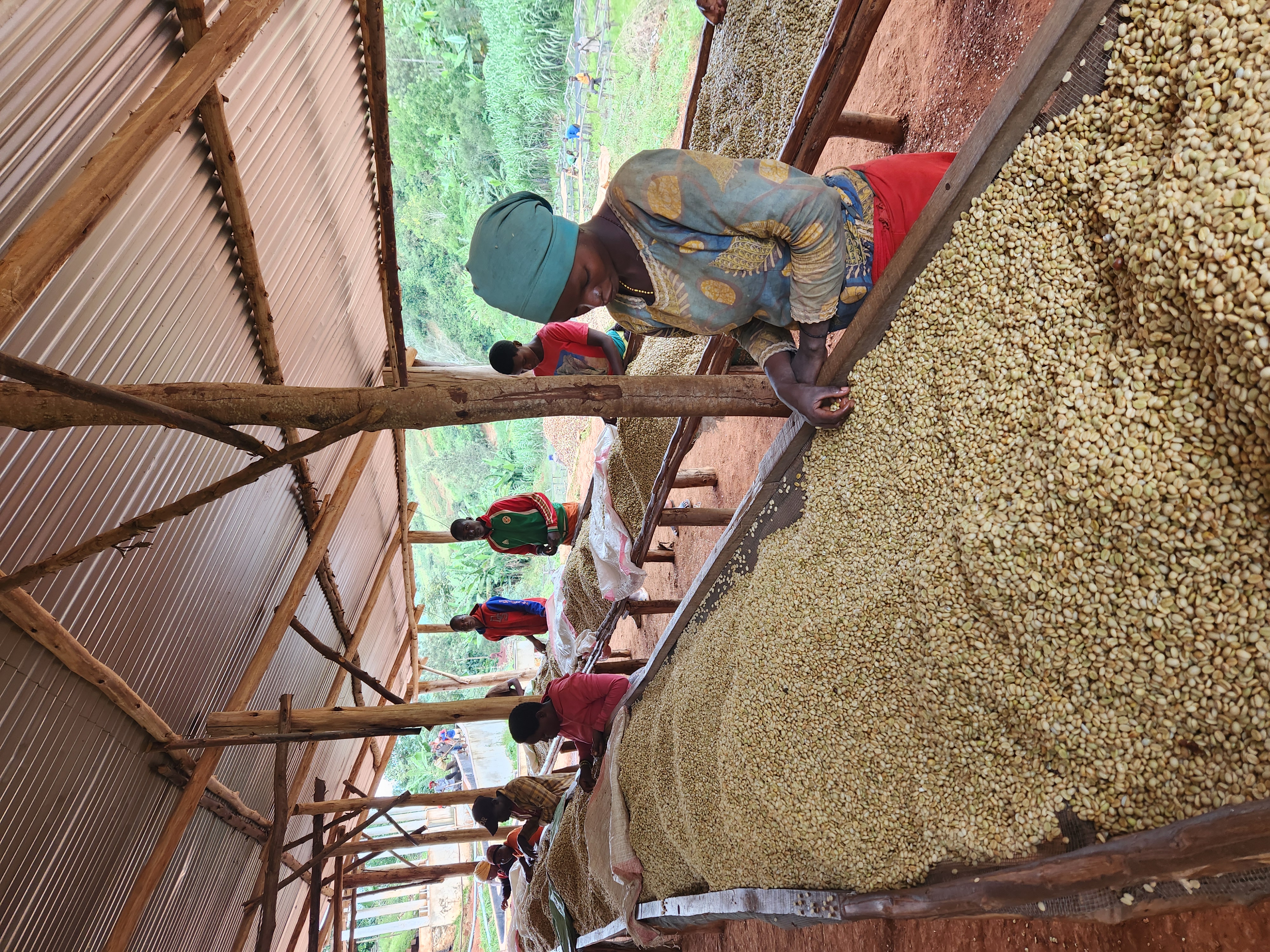 Burundi Kayave Washing Station (GP)