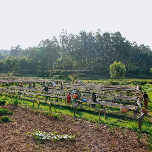 Burundi Businde Washing Station (GP)