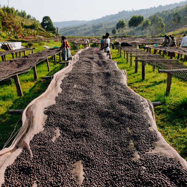 Burundi Businde Washing Station (GP)