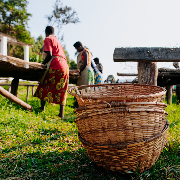 Burundi Businde Washing Station (GP)