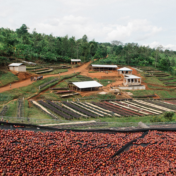 Burundi Masasu Karambo Washing Station Natural (GP)