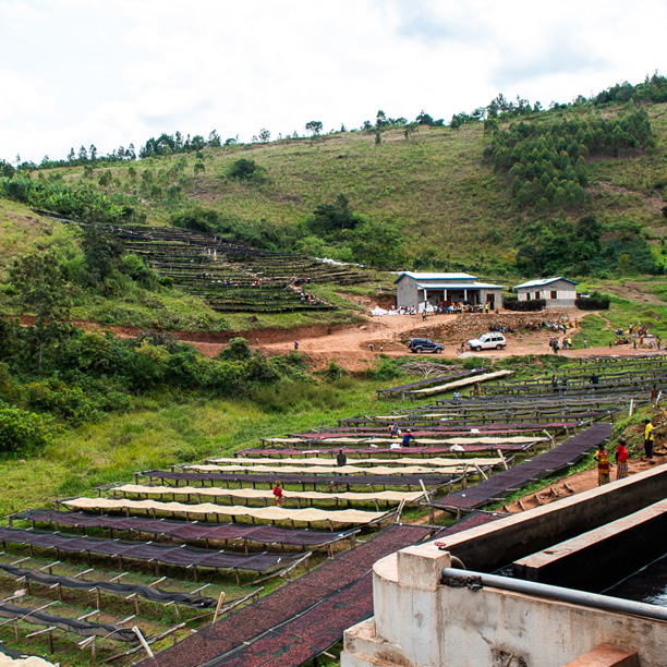 Burundi Masasu Karambo Washing Station Natural (GP)