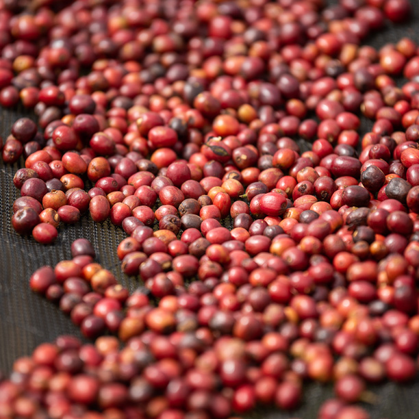 Burundi Masasu Karambo Washing Station Natural (GP)