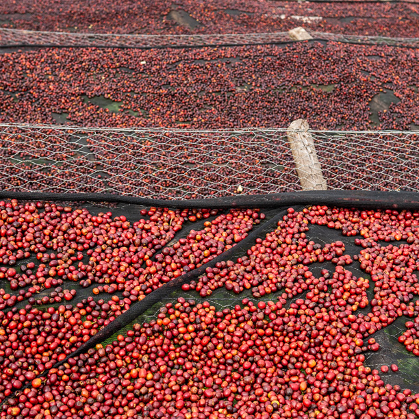 Burundi Masasu Karambo Washing Station Natural (GP)