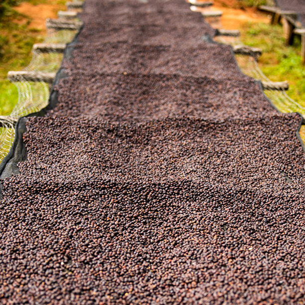 Burundi Masasu Karambo Washing Station Natural (GP)