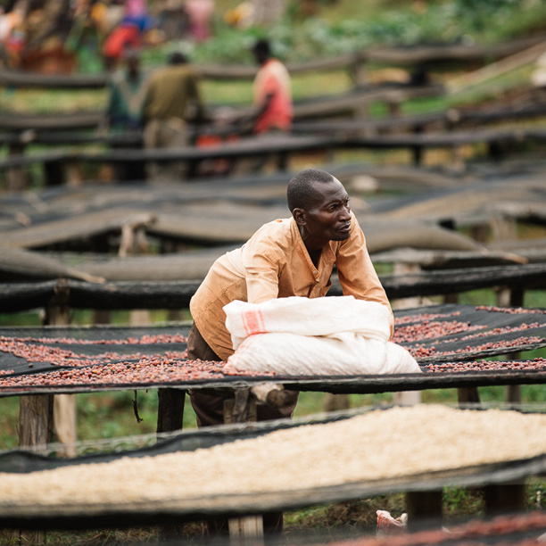 Burundi Masasu Karambo Washing Station Natural (GP)