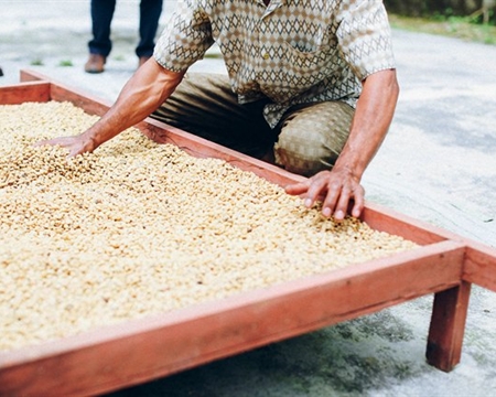 Organic Bali Wet Hulled GR2 (GP)