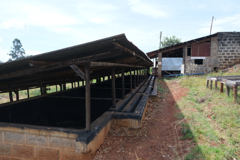 Kenya AA Kiamabara (GP)
