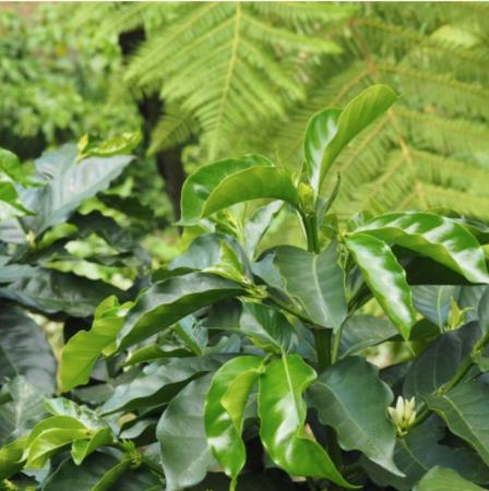 Kenya AA Karurumo (GP)