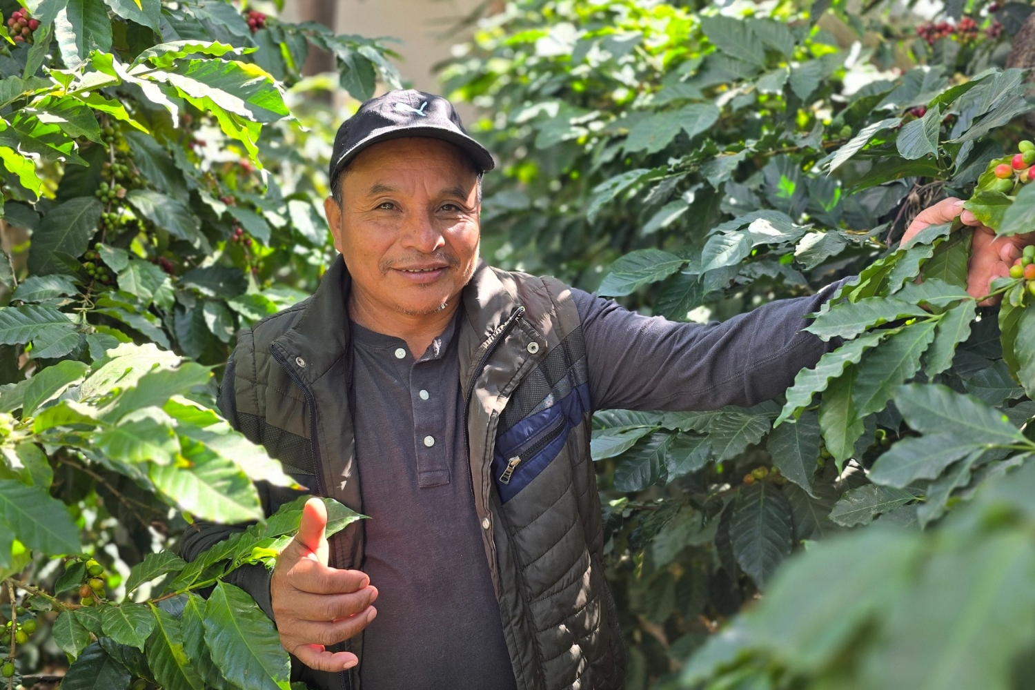 Organic Guatemala SHB Huehuetenango ASOPCE (GP)