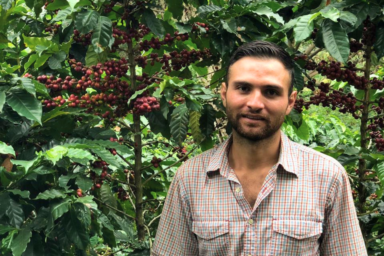 Organic Guatemala SHB Huehuetenango ASOPCE (GP)