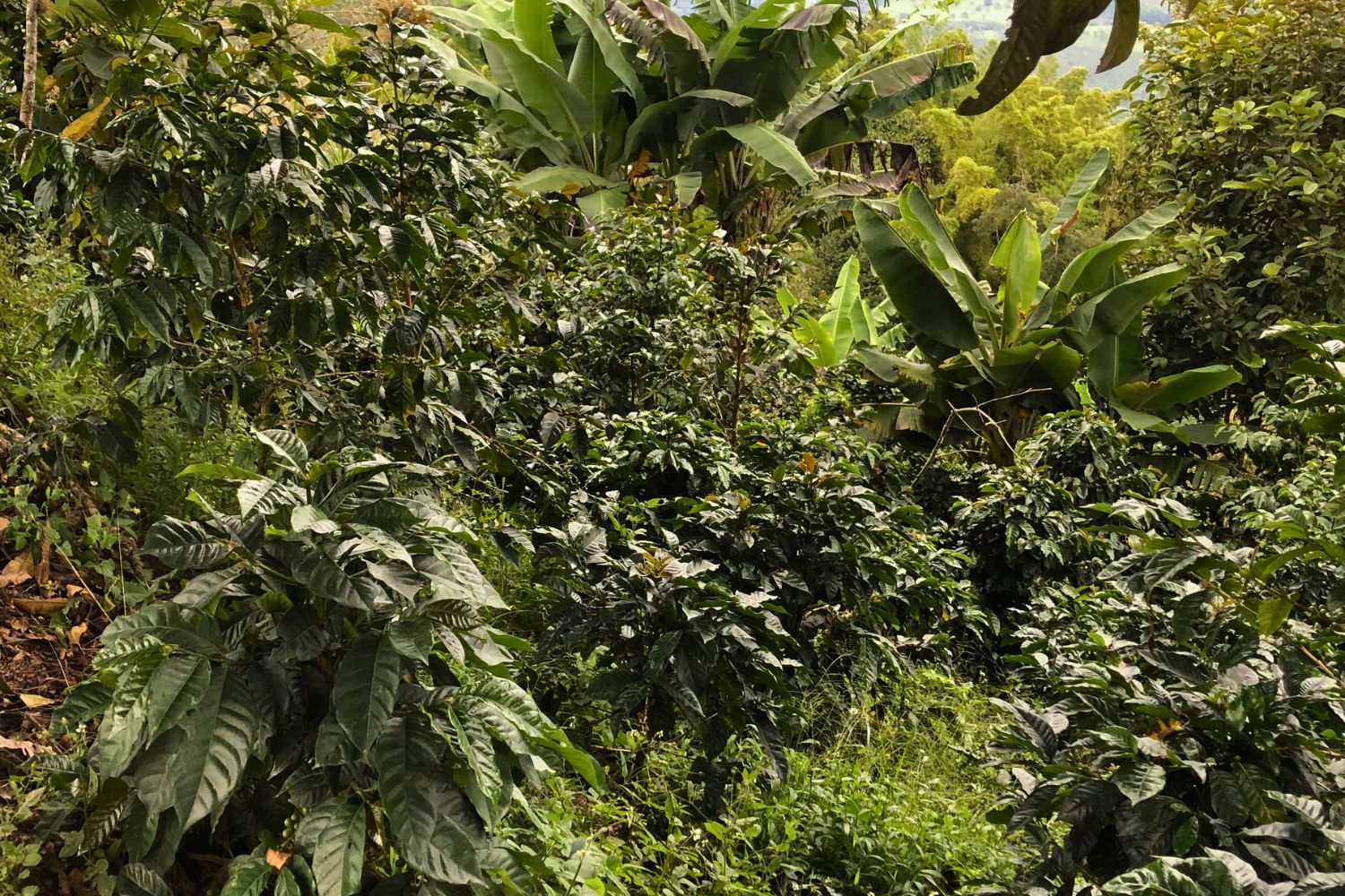 Colombia Cauca - Inza - Diomedes Quinto (GP)