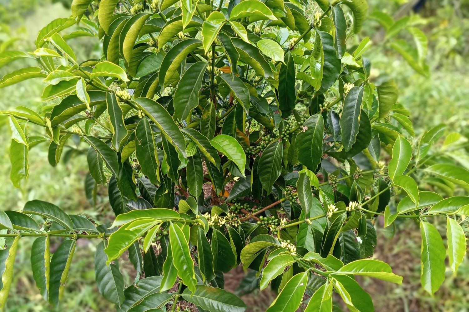 Colombia Cauca - Inza - Maria Casso (GP)