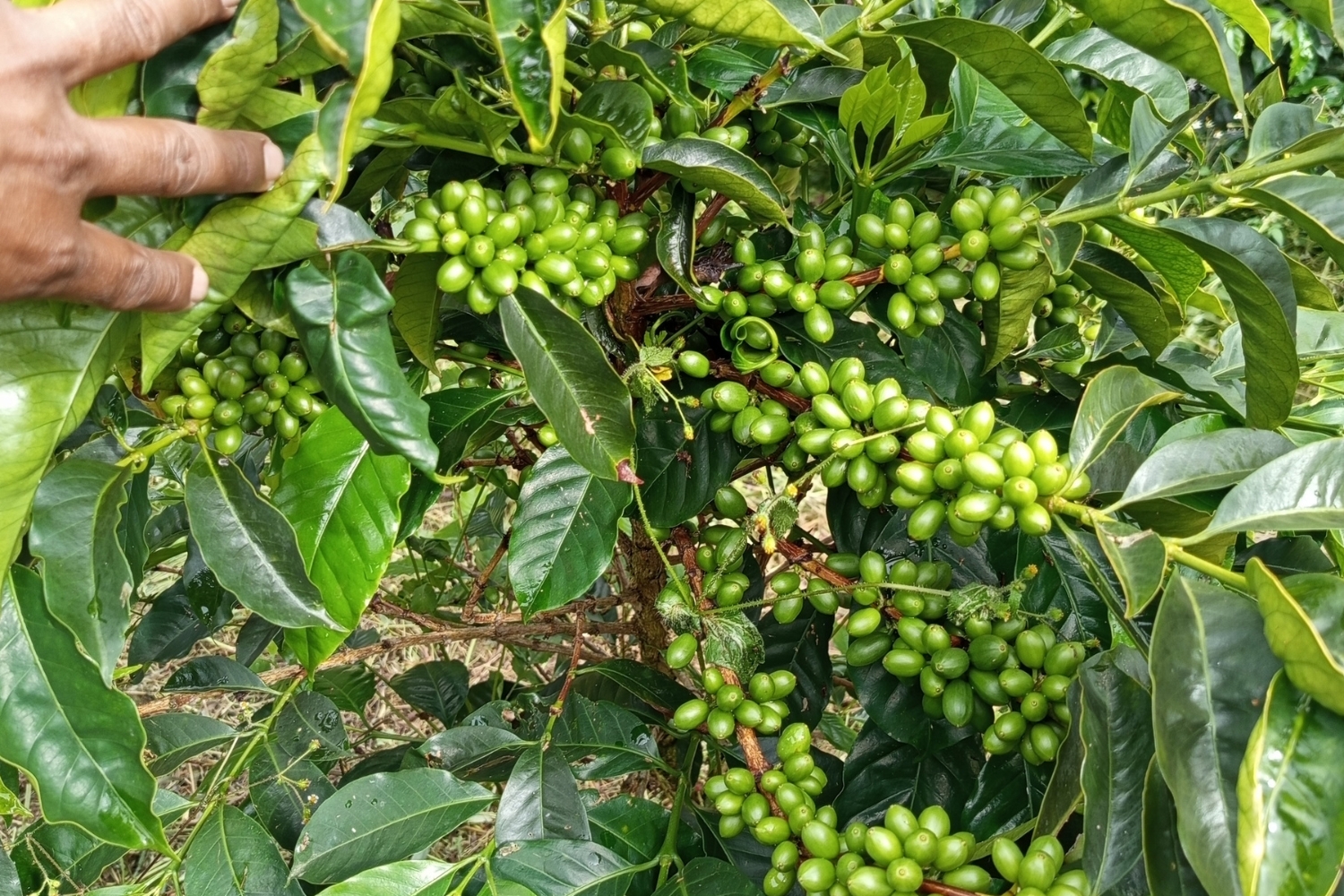 Colombia Cauca - Inza - Maria Casso (GP)