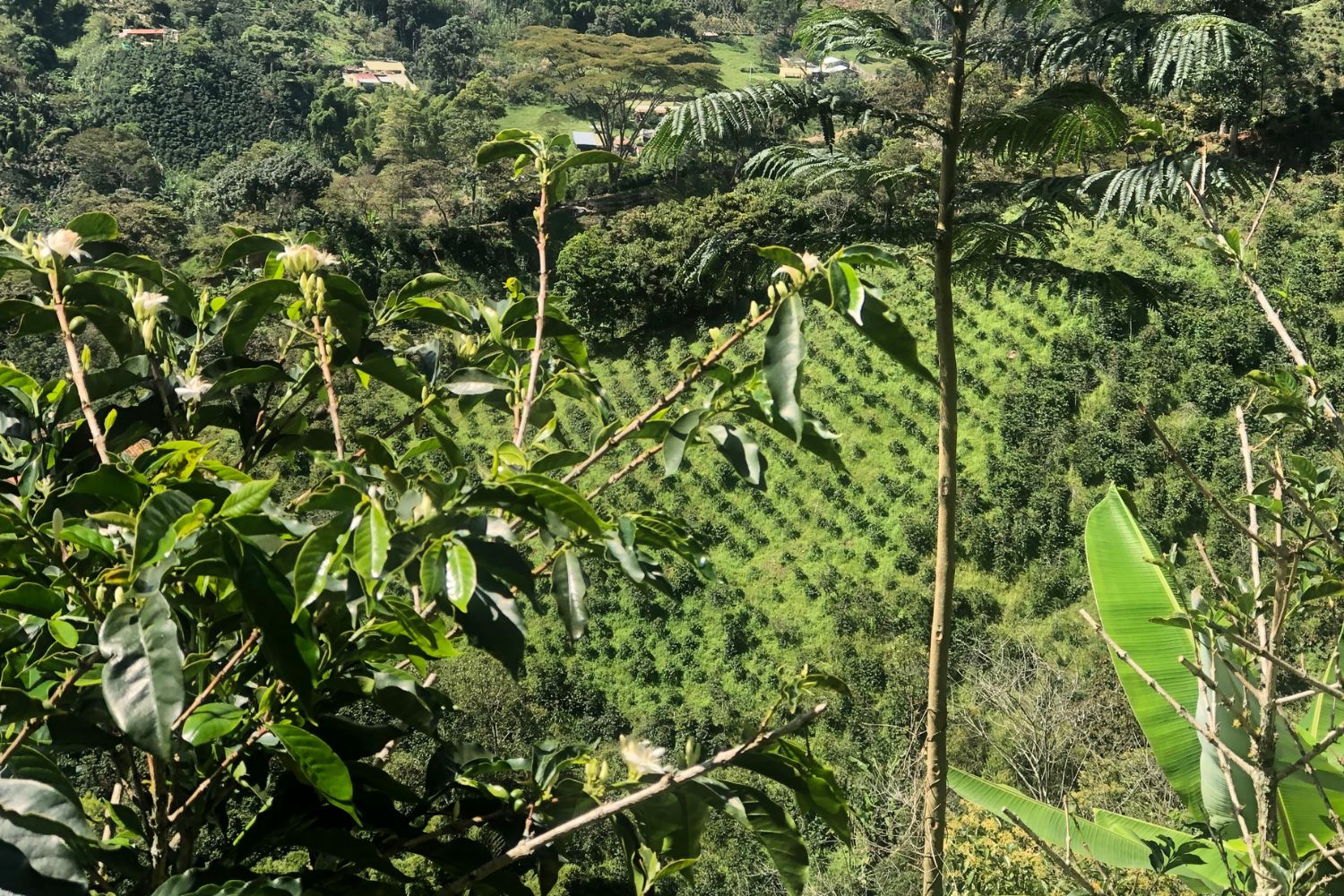 Colombia Cauca - Inza - Alexander Pechene (GP)