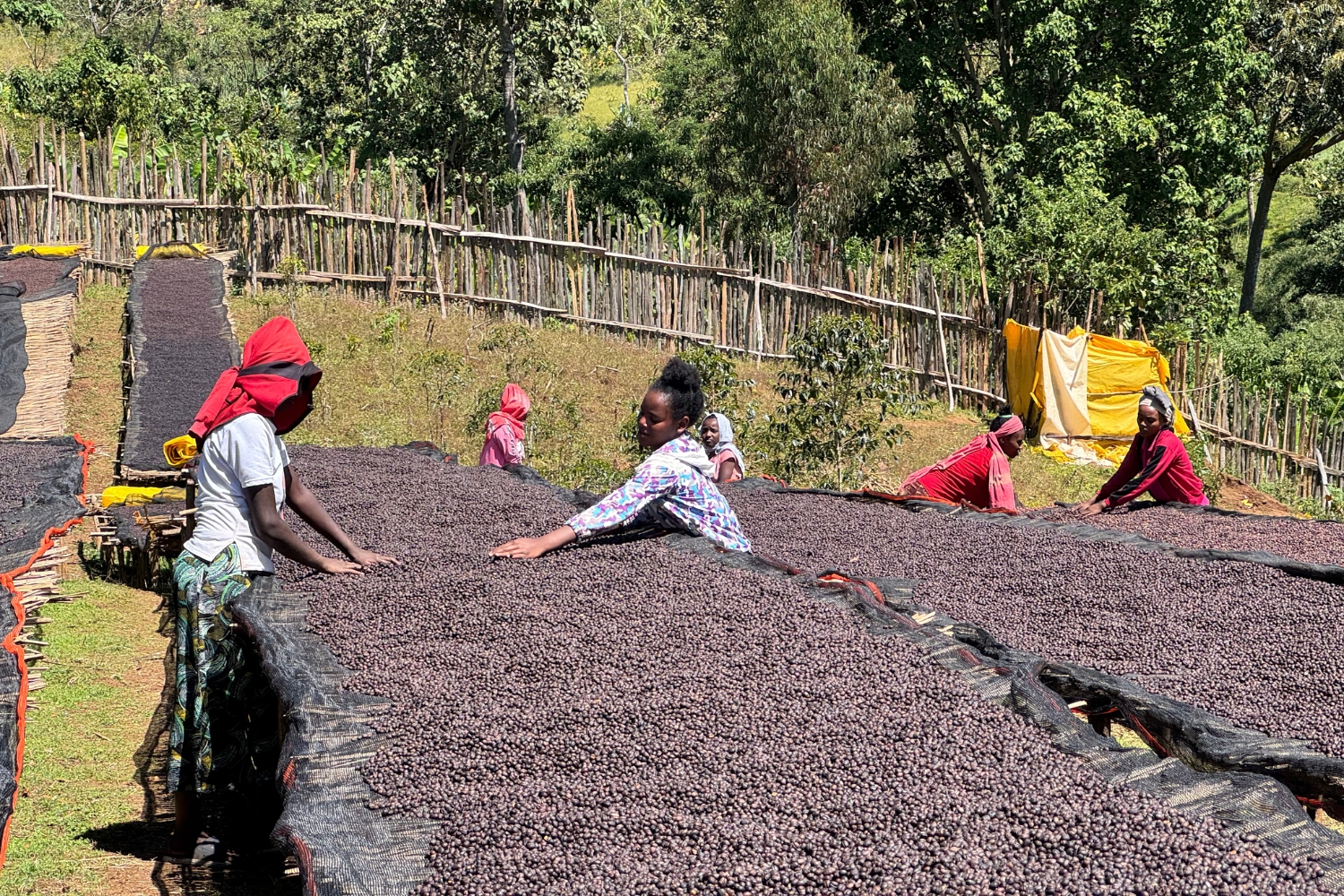 Ethiopia Natural Sidamo Shantawene G2 (GP)