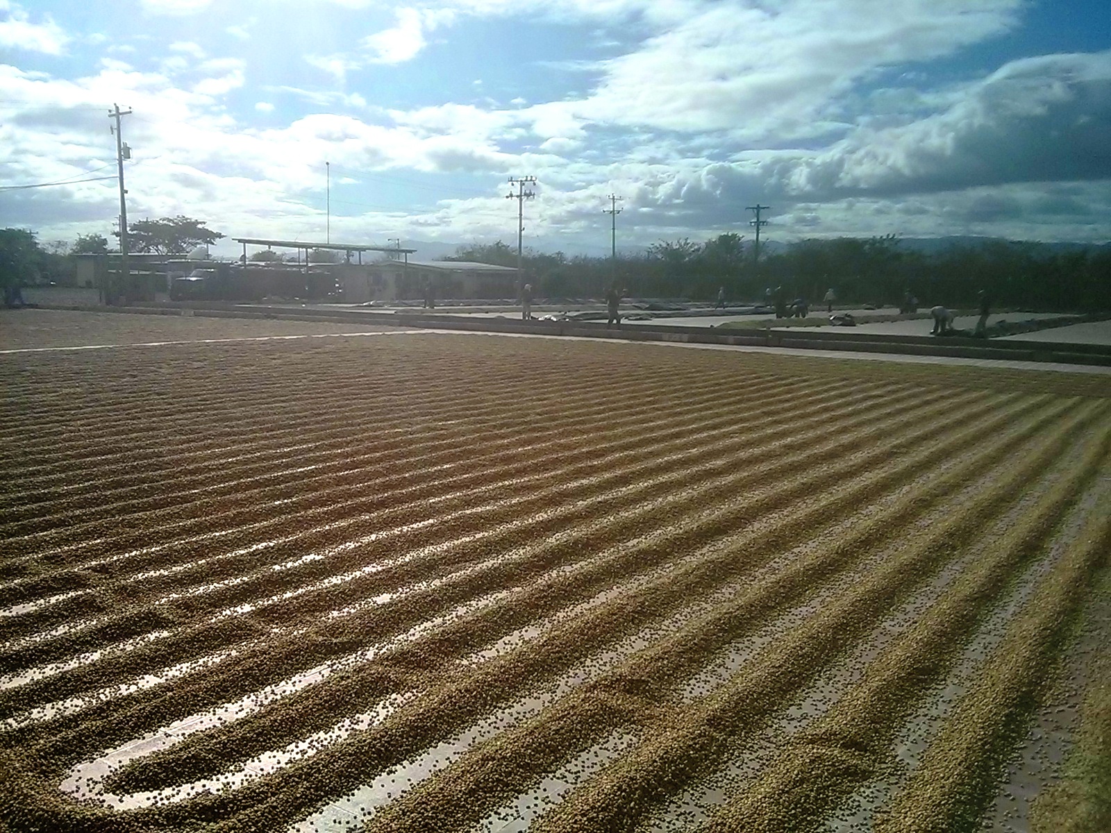 Nicaragua SHG Anacafe Finca Santa Matilde