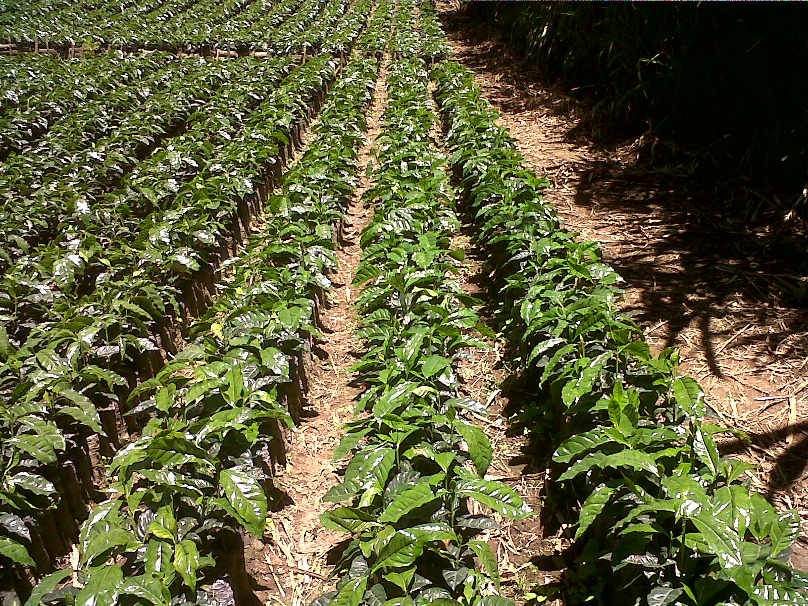 Nicaragua SHG Anacafe Finca Santa Matilde