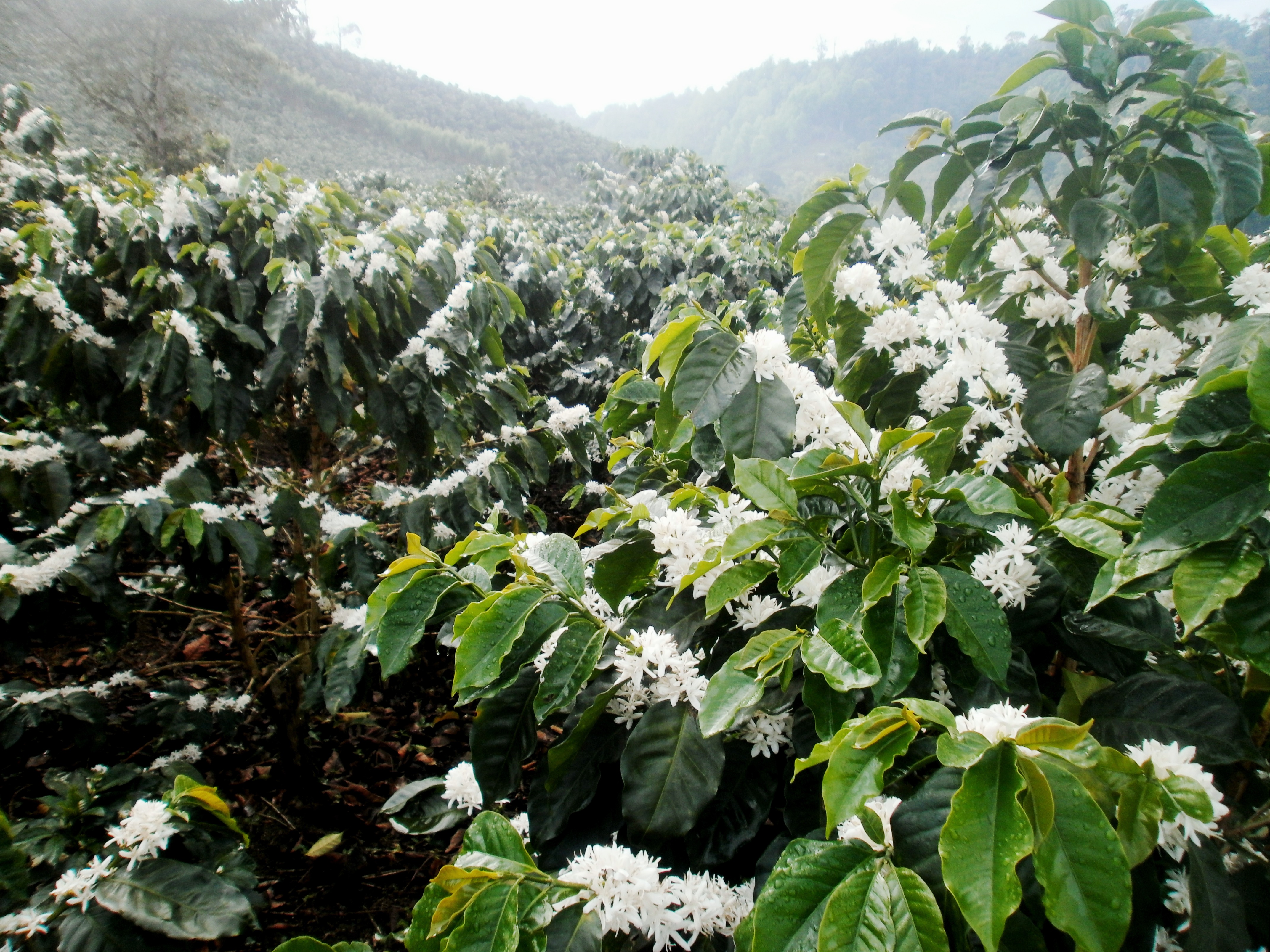 Nicaragua SHG Anacafe Finca Santa Matilde