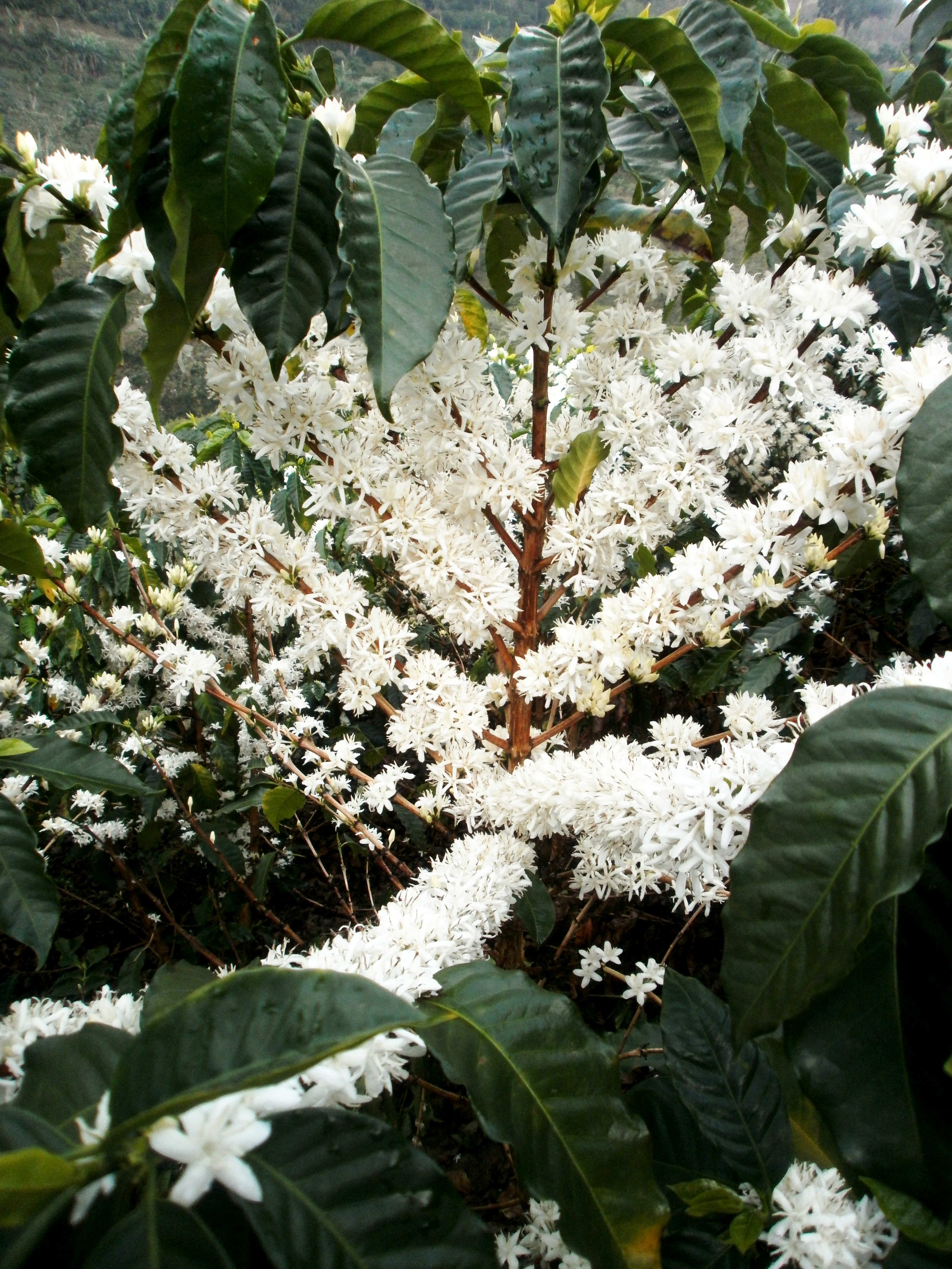 Nicaragua SHG Anacafe Finca Santa Matilde