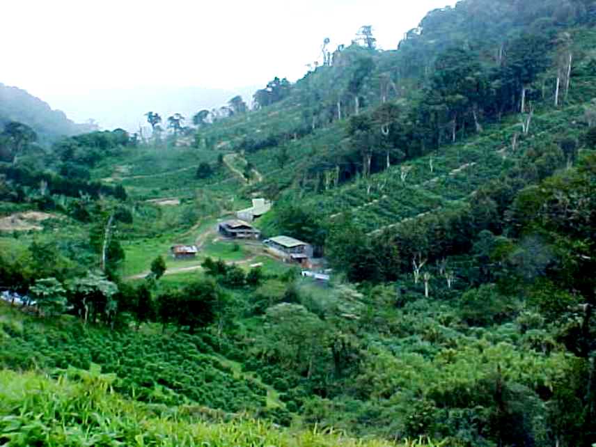 Nicaragua SHG EP Finca Santa Matilde