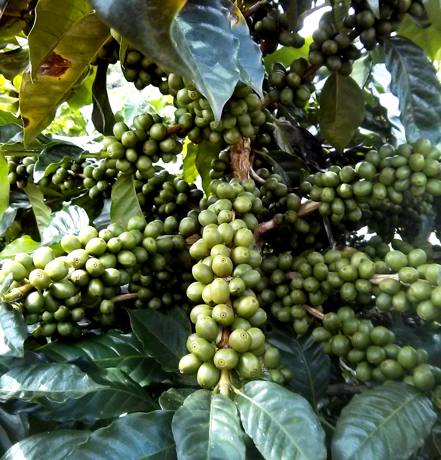 Nicaragua SHG EP Finca Santa Matilde