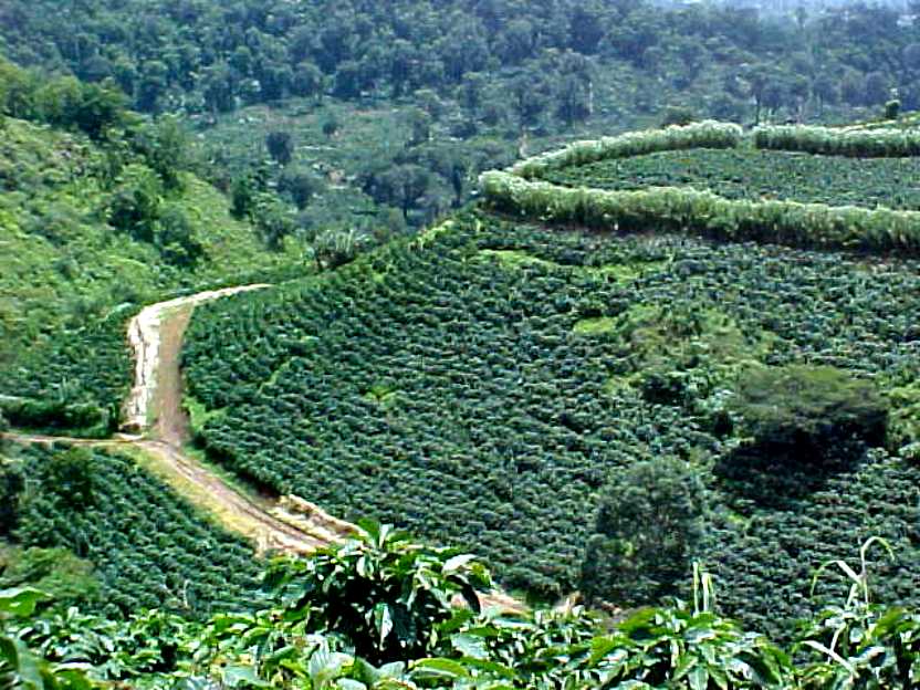 Nicaragua SHG EP Finca Santa Matilde