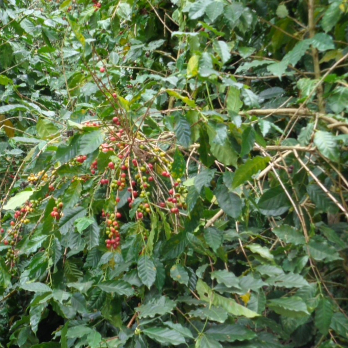 Organic Guatemala SHB Huehuetenango - Finca El Tesoro - Bourbon (GP)