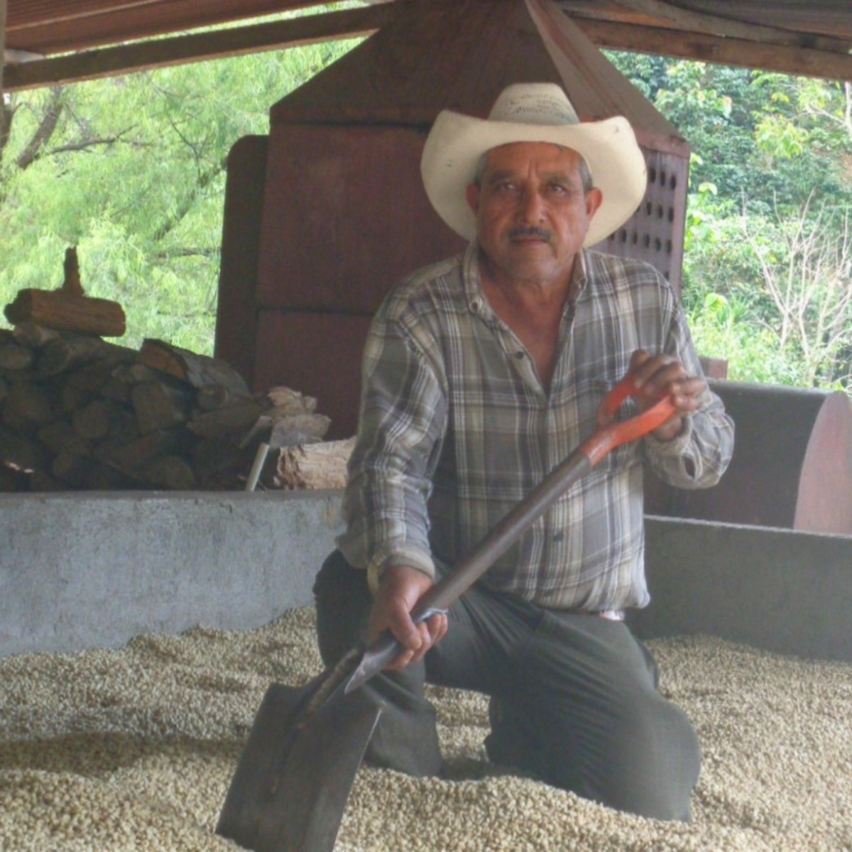 Organic Guatemala SHB Huehuetenango - Finca El Tesoro - Bourbon (GP)