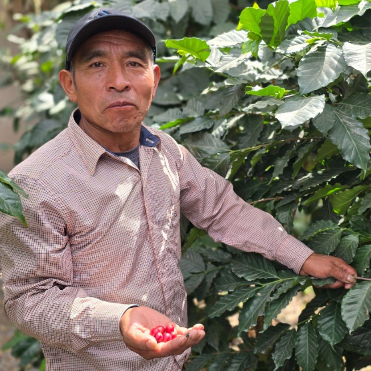 Organic Guatemala SHB Huehuetenago - Finca Salay - Caturra (GP)